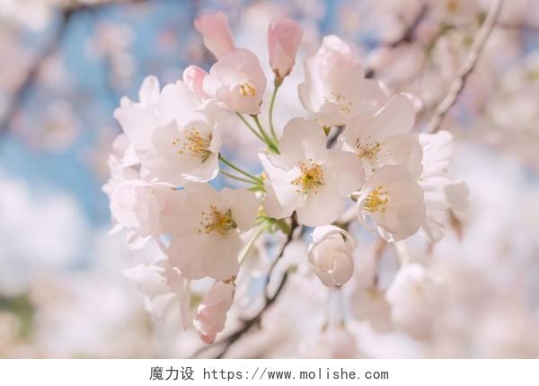 小清新春天樱花梅花背景图片